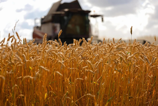 Несмотря на аномальную погоду, многие регионы смогли собрать много зерна, но были ему не рады | Источник: Евгений Софийчук / NGS55.RU