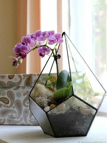 Флорариум с орхидеей