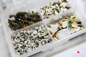 Ракушки всех размеров | Источник: Ксения Бирюкова / 63.RU