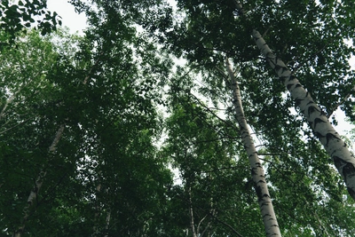 В Омской области зафиксирована высокая концентрация пыльцы березы