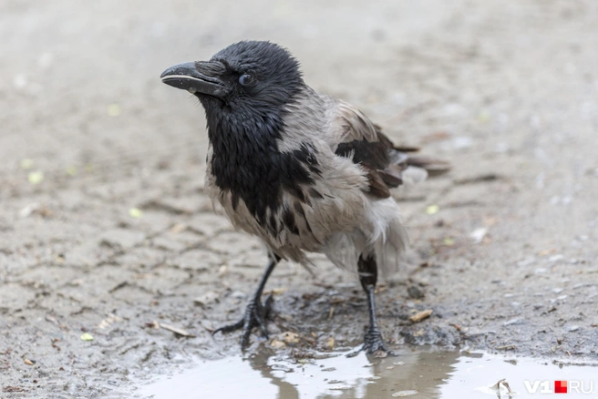 Серая ворона — привычный житель Волгограда | Источник: Константин Завриков