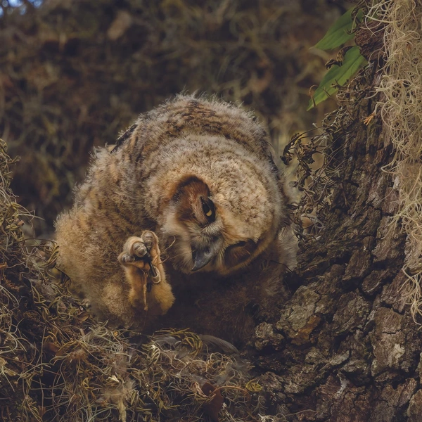 Финалист в номинации «Птицы» | Источник: Elizabeth Phillips / Florida Wildlife Federation Photo Contest 2025
