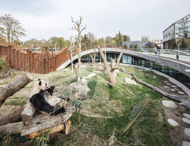В зоопарке Копенгагена построили дом для панд (фото 14)