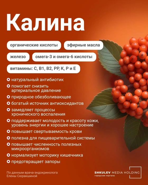 Если найдете калину, обязательно соберите ее в свою корзину | Источник: Полина Авдошина / Городские порталы