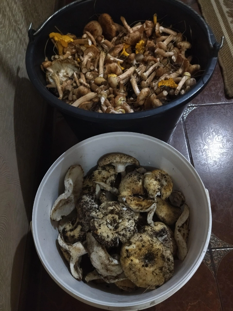 Груздей не очень много, но на супчик хватит  | Источник: Грибы. Ягоды. Травы. Челябинск и область. / Vk.com 
