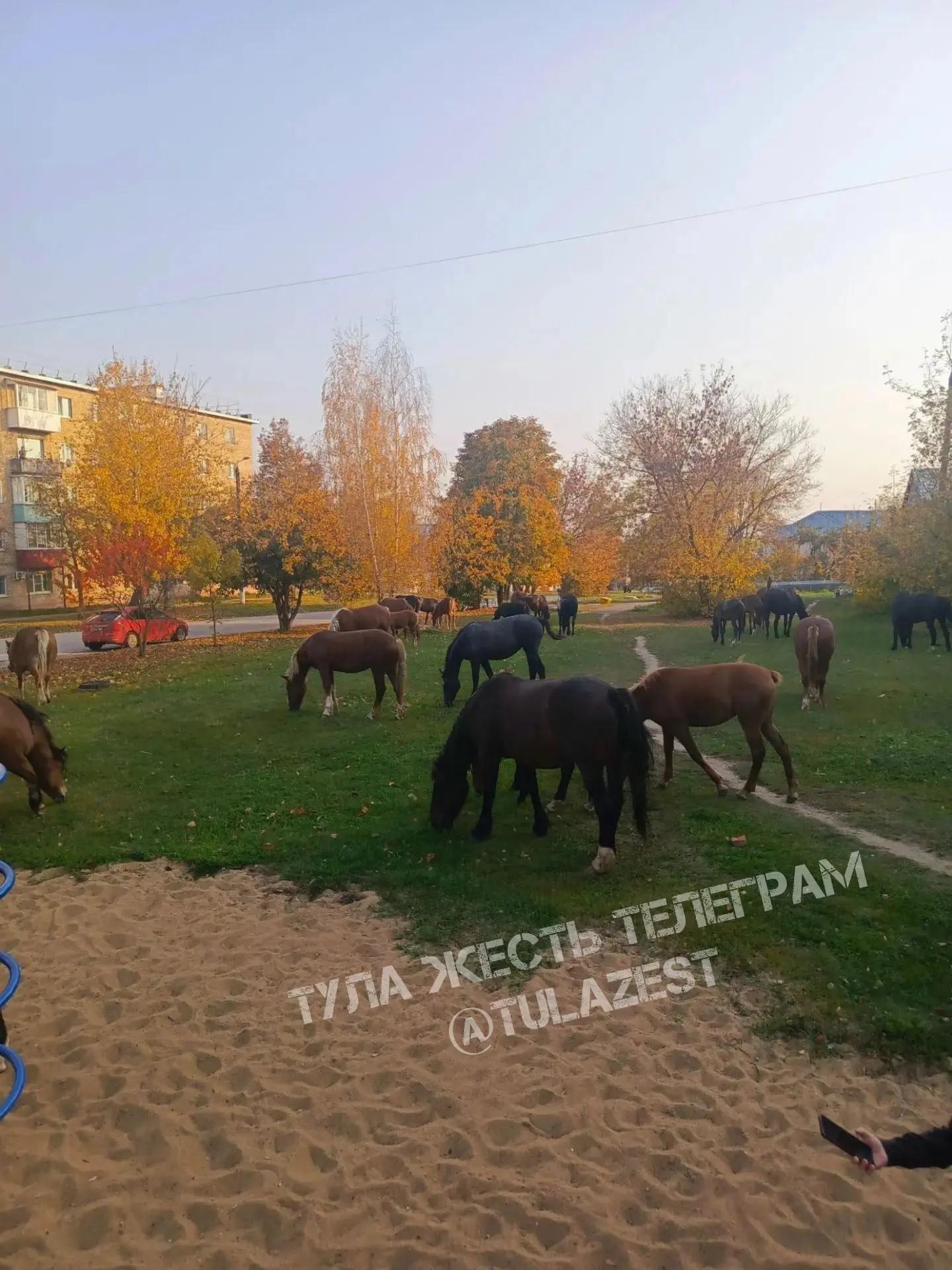 В Тульской области лошади наводнили дворы и улицы одного из поселков