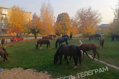 Лошади наводнили поселок Шатск под Тулой