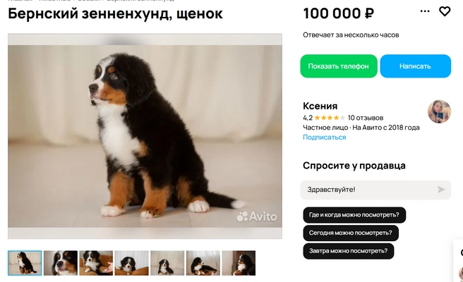 Двухмесячный щенок бернского зенненхунда | Источник: Avito.ru