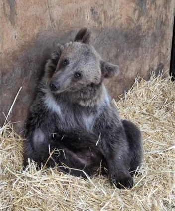 Сначала его поместили в клетку, но потом медведь переехал в вольер | Источник: скриншот из видео центра «Пеликан» / Telegram