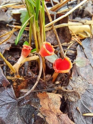 А эта компания — на Саркосцифу | Источник: Кристина Редикульцева, «Уральский ЯжеГРИБНИК» / Vk.com