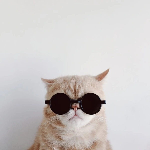 Это фото вошло в летнюю подборку самых смешных снимков участников конкурса Ippawards | Источник: Simao Guo / Ippawards 2016