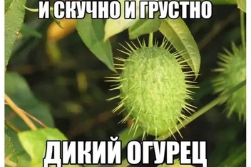 Мем «Дикий огурец»: в чем смысл нового брейнрот-тренда в соцсетях