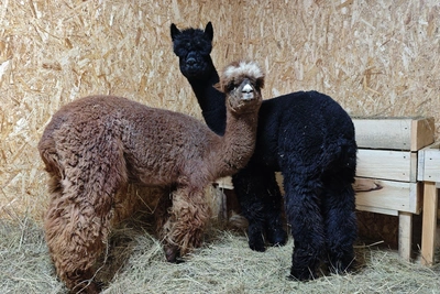 В Барнаульский зоопарк привезли альпак