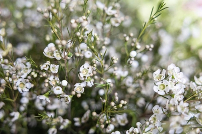 Ярославцы выбрали лучший цветочный магазин