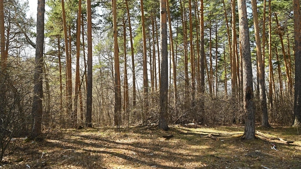 Первой лесной точкой притяжения будут качели, вписанные между деревьями | Источник: Максим Воробьев