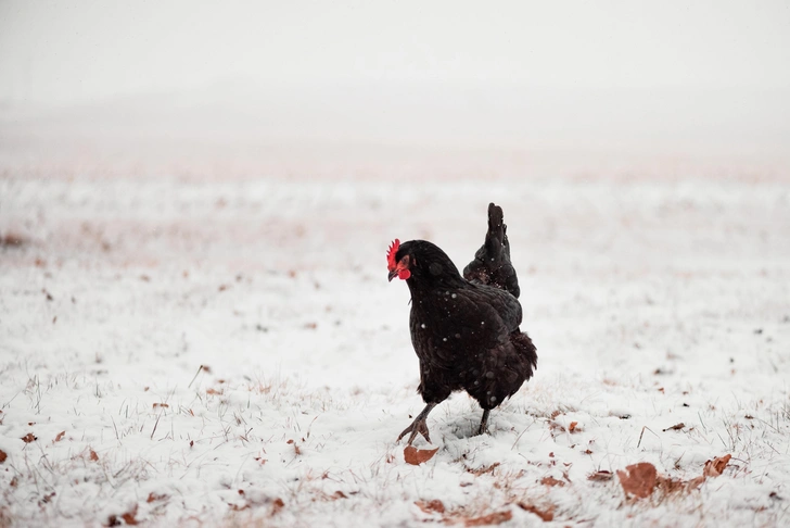 Мерзнут ли лапы у птиц? | Источник: Cavan Images / Alamy via Legion Media