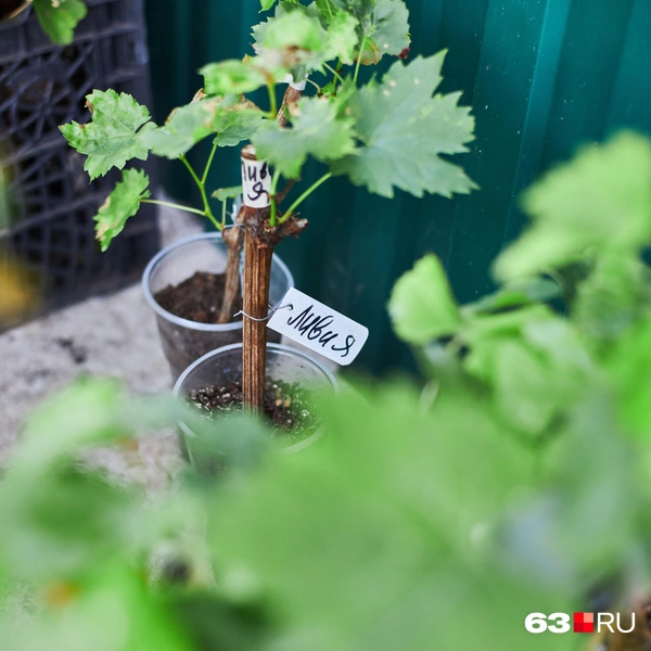 Источник: Роман Данилкин / 63.RU