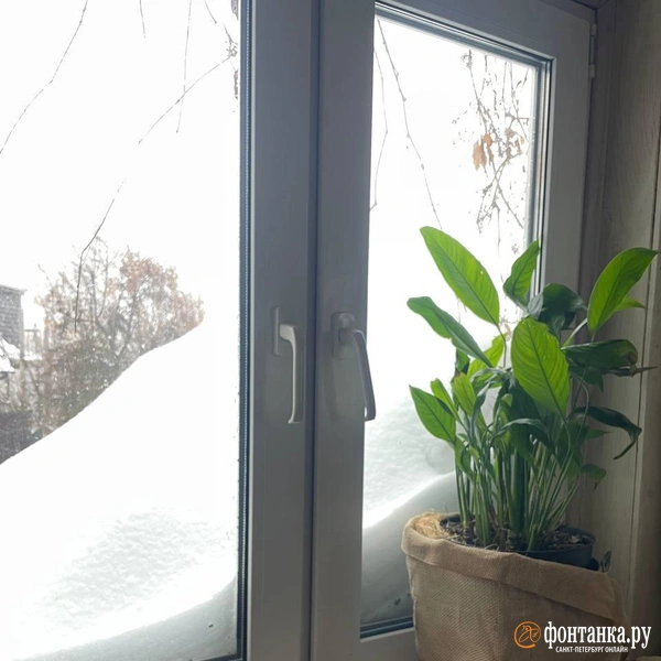 Источник: читательница «Фонтанки» Мария