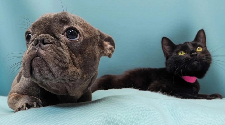 Дружба трехлапых: история Чернички и Полянкb из приюта | Источник: соцсети Last Chance Animal Rescue/@LCARMD