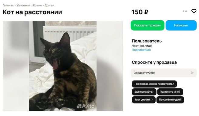 Источник: Avito