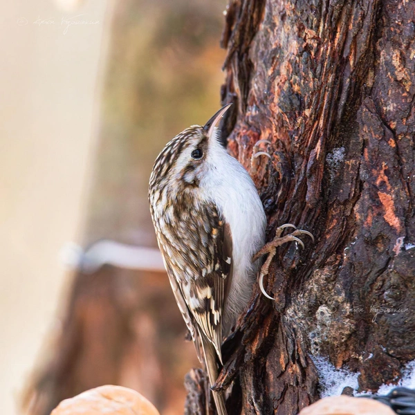 Источник: Антон Кубышкин / Птицы СПб и России