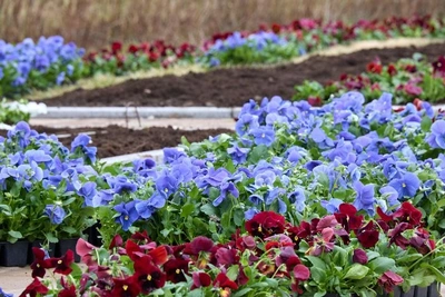 Весеннее настроение: в Южно-Сахалинске высаживают 30 тысяч цветов