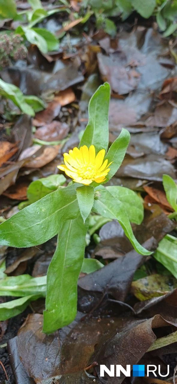 И даже зацвели цветы | Источник: читатель NN.RU