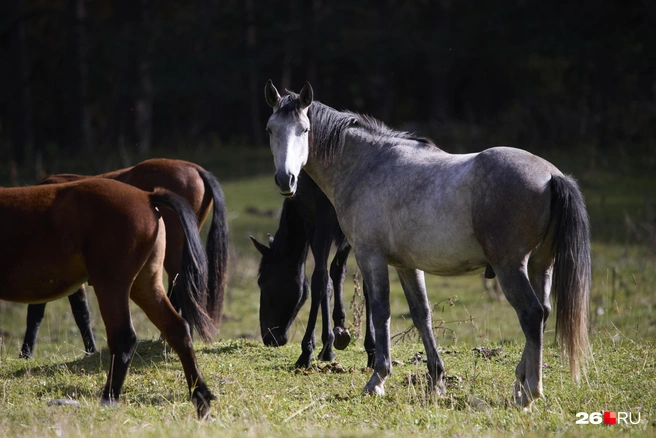 Туристическая база «Узункол» | Источник: Иван Высочинский / 26.RU
