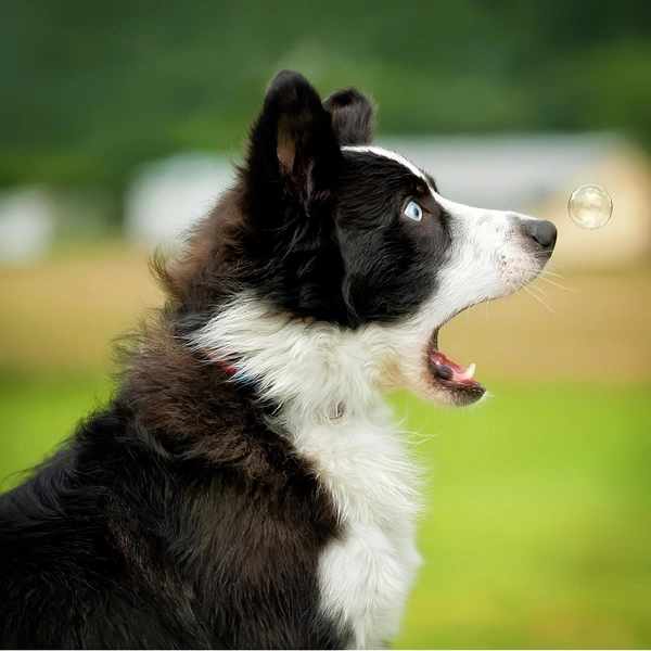 Источник: Connie Fore / Comedy Pet Photography Awards