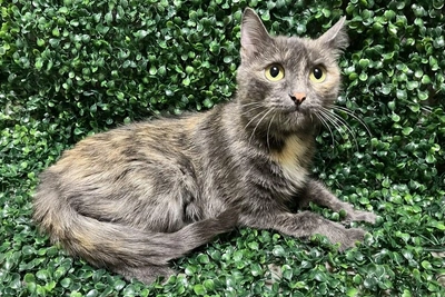 Разговорчивую кошку Нурмагаль пристраивают в Новосибирске