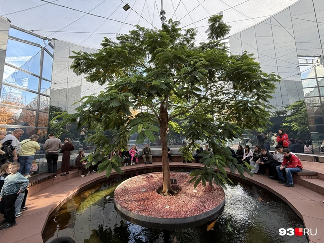 Сейчас вокруг дерева много людей | Источник: Валерия Дульская / 93.RU