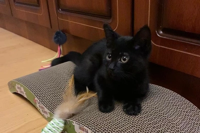 Котенка Кита спасли из вентиляции в Воронеже