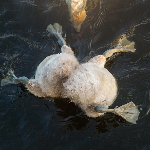 «Нам двоим тесно в этом пруду» | Источник: Andrew Parkinson / Nature Photographer of the Year 2017