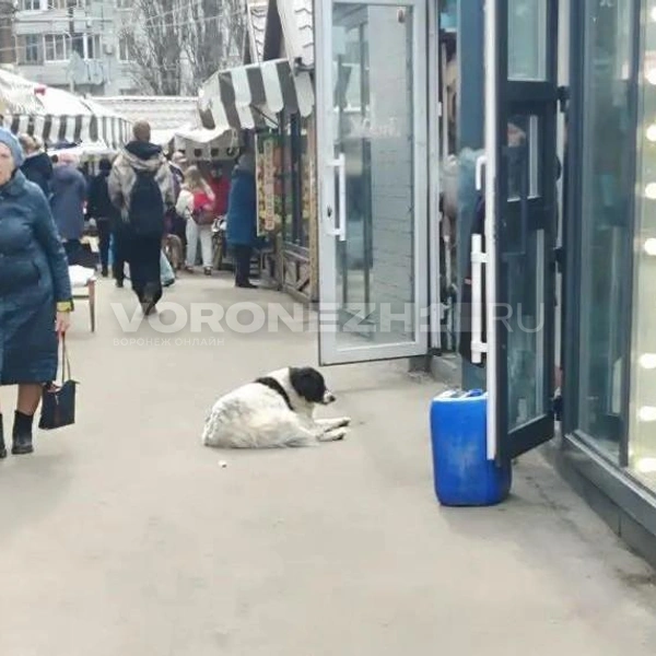 Источник: Татьяна Тельпис / Voronezh1.ru