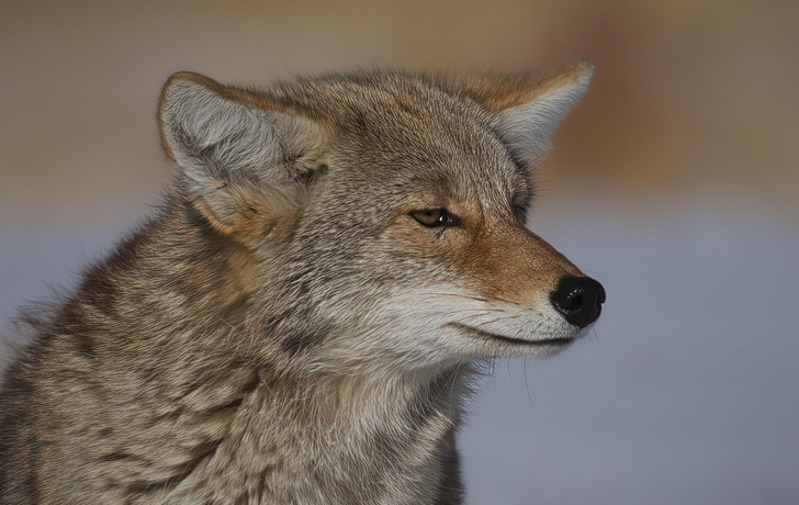 Непобедимый волк-обманщик: как хитрый и осторожный койот смог пережить нашествие человека