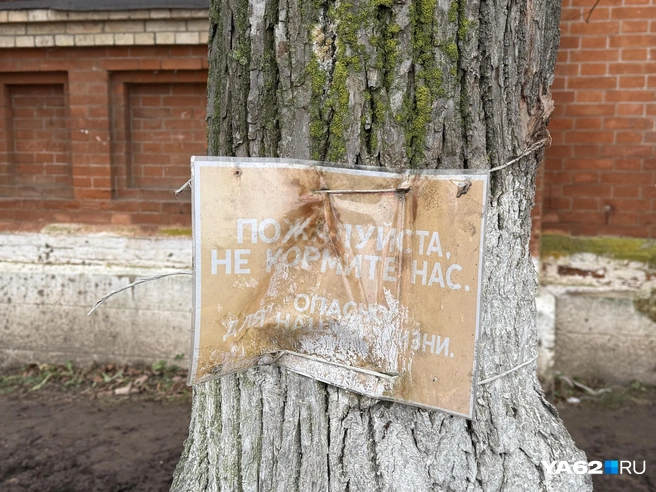 Лошадям нужна особая еда, поэтому местных жителей и гостей предупреждают, чтобы те с добрыми побуждениями не навредили им | Источник: Сергей Петунин / YA62.RU