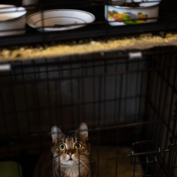 Источник: Елена Гасанова