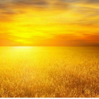 Аватарка ДикийБизон