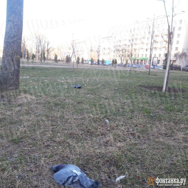 Источник: читатель «Фонтанки»