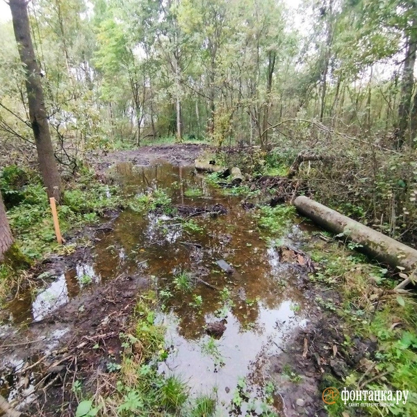 Источник: Ольга Ясененко