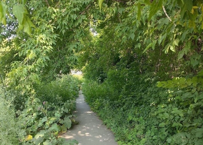 Ветки могут упасть людям на голову | Источник: Аварийный Омск / t.me