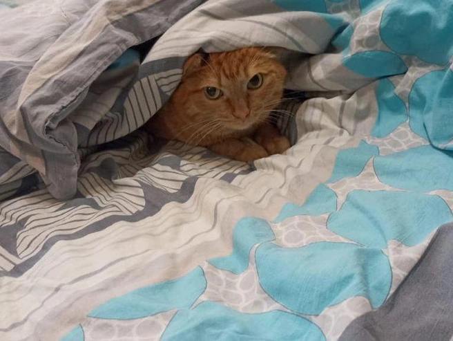 В доме на Есенина коты сидят вместе с хозяевами при отключённом отоплении. | Источник: Татьяна