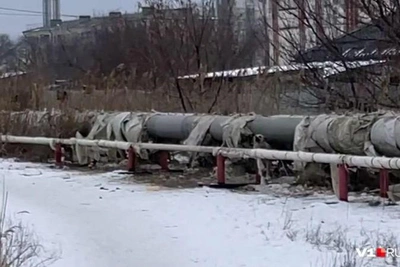 Stray dog pack attacks passerby in Volgograd, investigation launched