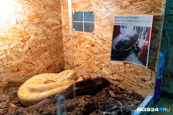 Питон хихикает с мема  | Источник: Мария Ленц / NGS24.RU