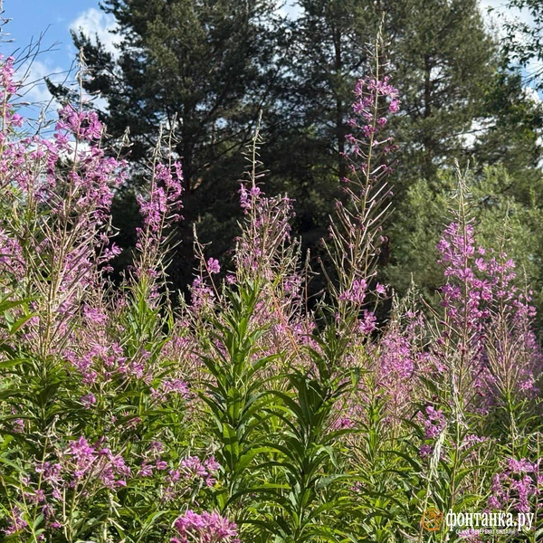 Поле иван-чая | Источник: Милена Солдатенко / «Фонтанка.ру»