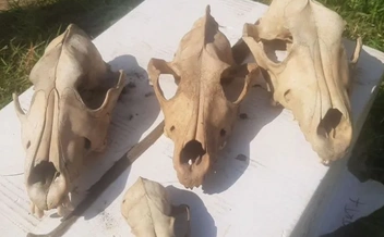 Черепа волков, живших во времена мамонтов | Источник: Avito.ru / yakutsk