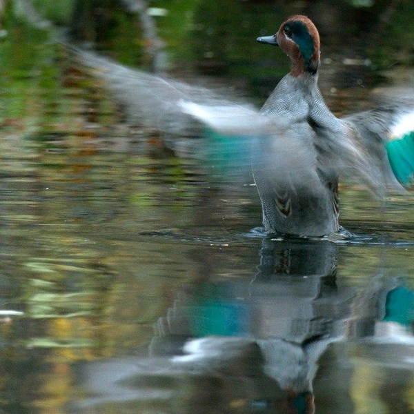 Источник: Павел Глазков / «Каждой твари по паре»