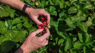 Чем подкормить клубнику после плодоношения: секреты ухода после сбора урожая
