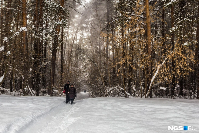 Ради дороги придется вырубить часть зеленых насаждений, юридически они не относятся к зоне городских лесов | Источник: Ольга Бурлакова / NGS.RU