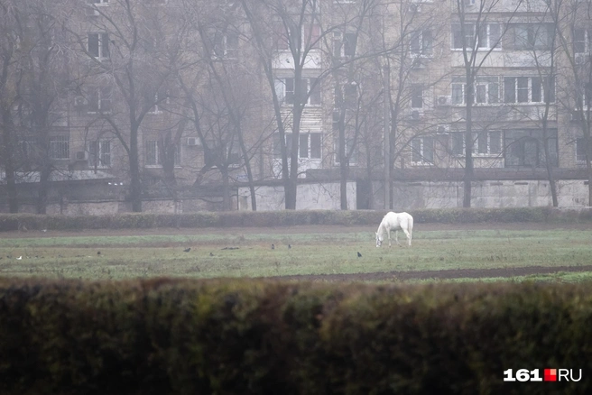 Источник: Евгений Вдовин / 161.RU